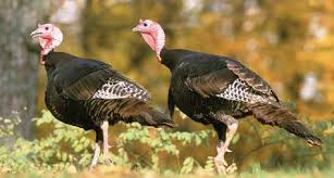 Eastern Wild Turkey From Nc Wins Ncpedia