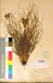 Image result for Fimbristylis dichotoma