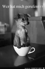 Und piggeldy ging mit frederick. 22 Lustig Ideen Lustig Lustige Bilder Witzig