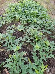 Kekacang, kacang soya, ubi keledek atau sebarang tanaman yang mampu mengembalikan nitrogen dan mineral kepada tanah ditanam selang dua tahun dan kemudiannya kapas pada tahun ketiga. Kulit Pisang Bagus Untuk Pokok Keledek Sarat Berisi Begini Triknya Keluarga