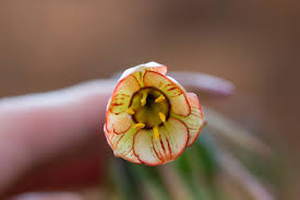 Image result for Cyrtanthus breviflorus