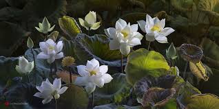 A collection of the top 55 white lotus wallpapers and backgrounds available for download for free. White Lotus Flowers Hd Wallpaper Background Image 2400x1200