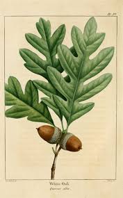 Image result for white oak leaf