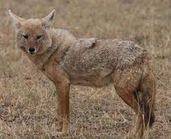 Top 10 Amazingly Adaptive Sahara Desert Animals Desert Animals Animals Wild Animals