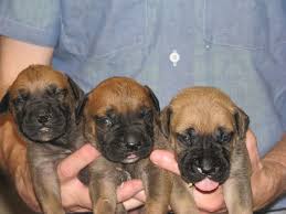 Dachshund puppies michigan breeder exotic pet store austin. 3 Girl Bullmastiff Puppies Quality Akc And Designer Breed Dogs For Sale