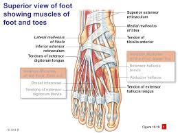 Foot drop is characterized by inability or impaired ability to raise the toes or. Muscular System Part D Prepared By Alexander Cheroske And W Rose Ppt Video Online Download