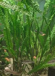 Fern vinyl peelable wallpaper (covers 56.4 sq. Java Fern Archives The Fish Doctor