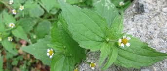 Image result for Galinsoga parviflora