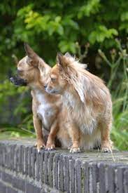 Every Time I Give My Dog A Regular Flea Medicine She Has A Few Seizures What Other Options Do I Have Truth About Pet Food