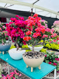 Veraneras tipo bonsái en matera plástico importado para la decoración de  espacios exteriores 🍃🌿 Para precios y pedidos al número de WhatsApp  (+57)317 678 3701 🌸 Sede Bogotá: KM 5.5 Vía Suba-cota