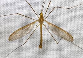 A wide variety of giant mosquito options are available to you, such as specification, fragrance, and feature. Large Crane Flies Family Tipulidae Inaturalist Nz