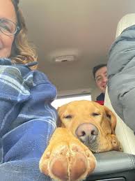 Lost dog in cuddebackville...updated owner located