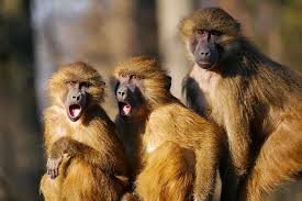 Üç maymun) is a 2008 turkish film directed by nuri bilge ceylan. Animals Ape Baboon Three Monkeys Animal Portrait Scream Excitement Cohesion Joy Girlfriends Call Pikist