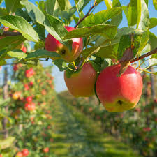 Pruning well will deliver a better crop. Best Time For Fruit Tree Pruning Elite Tree Care