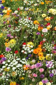Candy Pictorial Meadows Wild Flower Meadow Flower Garden Design Beautiful Flowers