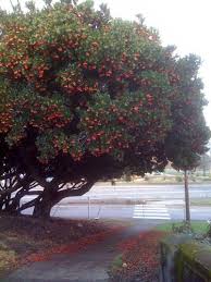 Maybe you would like to learn more about one of these? Arbutus Whitman Farms
