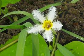 Image result for Menyanthaceae
