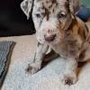 Labrador retriever puppies now ready to leave adorable 14 weeks old labrador puppies for adoption. 1