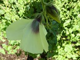 Image result for Hibiscus diversifolius
