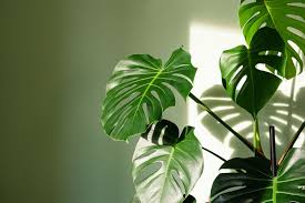 Image result for Monstera