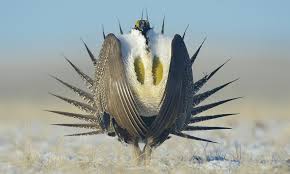 Award winning kitchen appliances designed to inspire people to produce perfect food and beverage results in their own homes with ease. Greater Sage Grouse Audubon