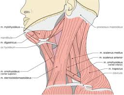 Torticollis Wry Neck Crick In The Neck Torcicolo Dor No Pescoco Anatomia Muscular