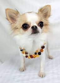 Little Carmela In Amber Beads Chihuahua Puppy Dog Necklace Amber Jewelry Chihuahua Puppies Cute Chihuahua Chihuahua Love