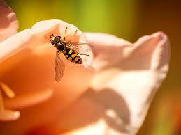 While this means residents get to spend plenty of time outside, it is also an ideal climate for pests. 4 7 Most Reviewed Pest Control San Antonio Tx Bulwark