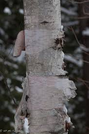 Maybe you would like to learn more about one of these? White Birch Paper Birch Trees Of Manitoba Inaturalist