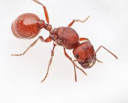 Image result for Pogonospermum subsessile