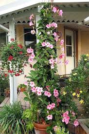 Image result for Mandevilla