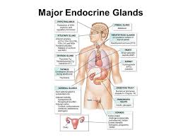 The Endocrine System Major Endocrine Glands What Is A Target Cell 15 1 Endocrine Glands Ppt Download