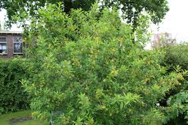 Image result for Cestrum parqui