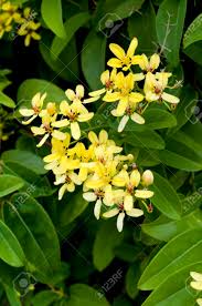 Image result for Tristellateia