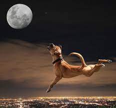 Pin By Edenne Judit On Animals Bark At The Moon Animals Dogs