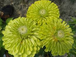 We did not find results for: Zinnia Elegans Queeny Lime Red