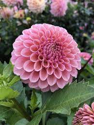 Dahlias By Julie Dahlia Rose Seasonal Flowers