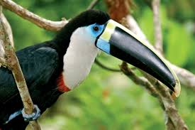 At least 430 different species! Amazon Animals Amazon River Wildlife Amazon Rainforest Cruises
