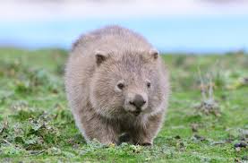 Image result for Common wombat
