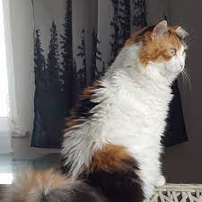 tekir kedi resimleri 18 en sevimli tekir kedi fotografi fotograf indir tekir kediler kedi resim