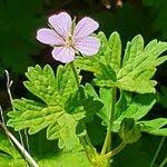 Image result for Geranium aculeolatum