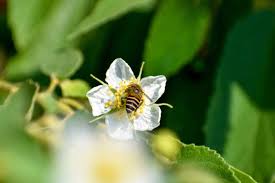 Fiona presly, a library assistant in scotland, rescued a queen bumblebee born without wings from. A Diversity Of Flowering Plants Is Key To Bees And Bumblebees