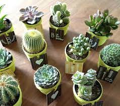 Cactus da tavolo fai da te your hobby. Bomboniere Piante Grasse Fai Da Te Cerca Con Google Mini Cactus Arte Con Cactus Plantas En Maceta