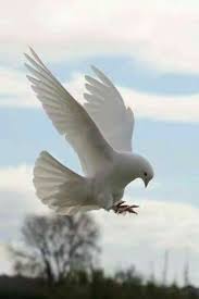 Beautiful Birds In Flight Images Pin By Violeta Jovanovska On Bird Beautiful Birds Birds Flying Pigeon
