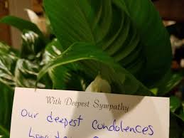 It has a wide range of costs because each plant has a different price, and the number of plants varies. Obituaries