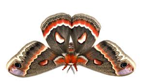 Image result for Cecropia