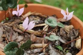 Kilikijska ciklama (sh) specie di pianta della. Cyclamen Cilicium Was Bluht Jetzt