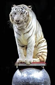 Currently showing all results with no filters. Circus Coming To Orangeburg County Leisure Thetandd Com