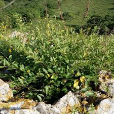 Image result for Seddera suffruticosa