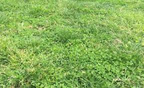 Maybe you would like to learn more about one of these? Clover In Your Lawn Is There An Easy Fix Lawn Solutions Australia